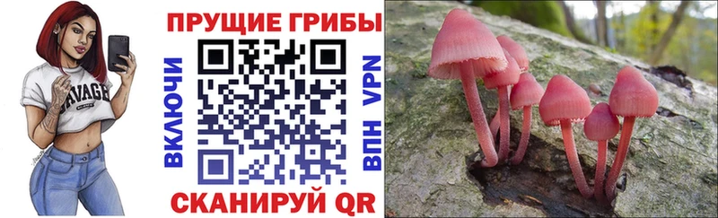 купить   Афипский  Галлюциногенные грибы Psilocybe 
